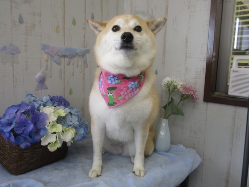 コウメちゃん