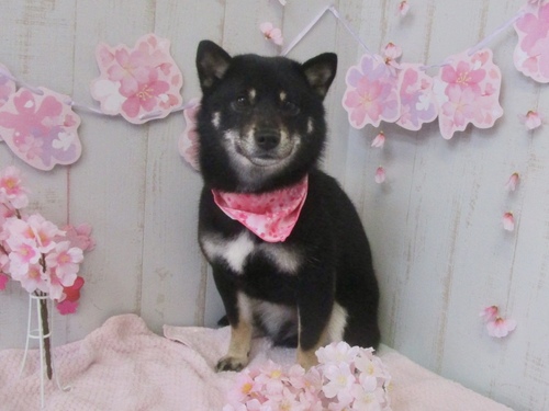 はなちゃん