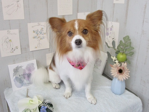 てんちゃん