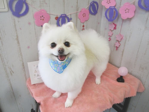 マシュマロくん