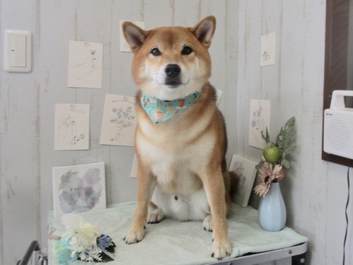 はちくん