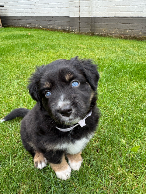 Domino