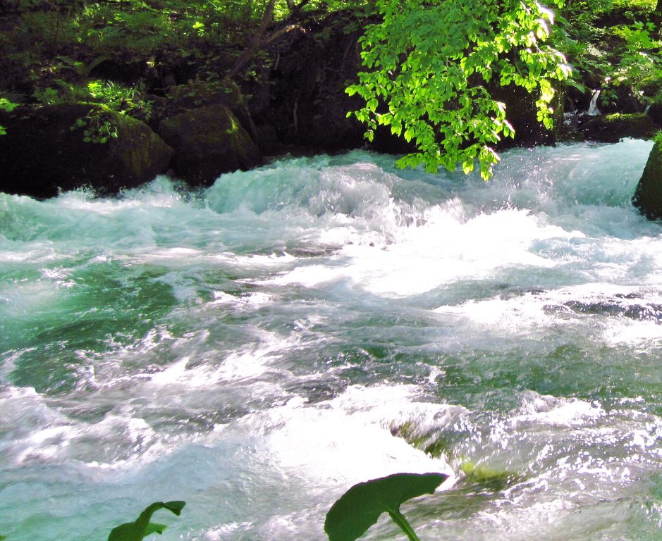 ハチドリ - Paper Nature（ペーパーネーチャー）