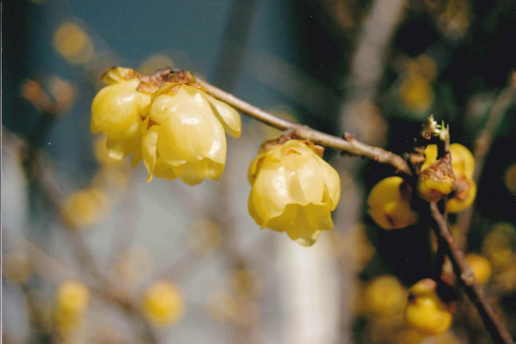 冬の花「蠟梅」です。クスノキ目ロウバイ属　落葉樹　開花時期１２月―２月