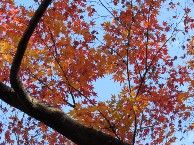 秋の色　奥多摩、三頭山ドライブの時に撮影