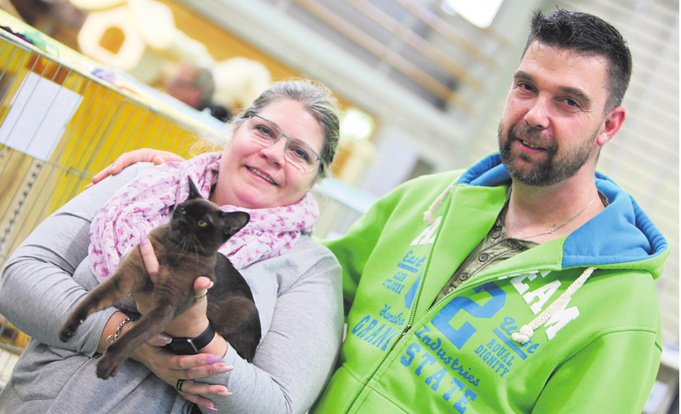 Wohlen 18, 2 Tage Beste Kurzhaar Katze jedes Alter