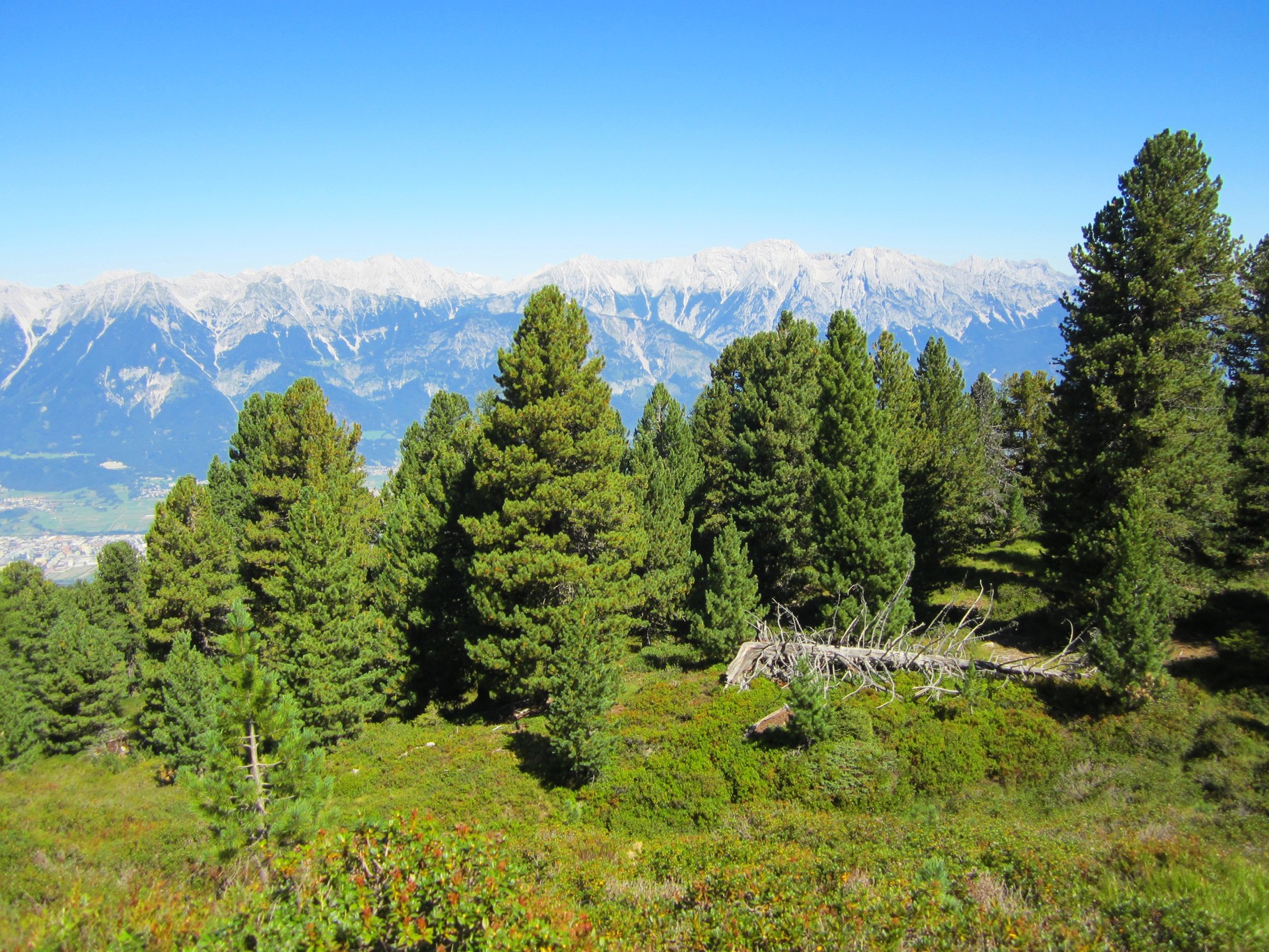Zirbenholz, was ist die Zirbe, was kann sie, wem nützt sie