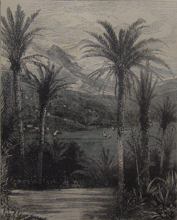Palmiers à Monaco