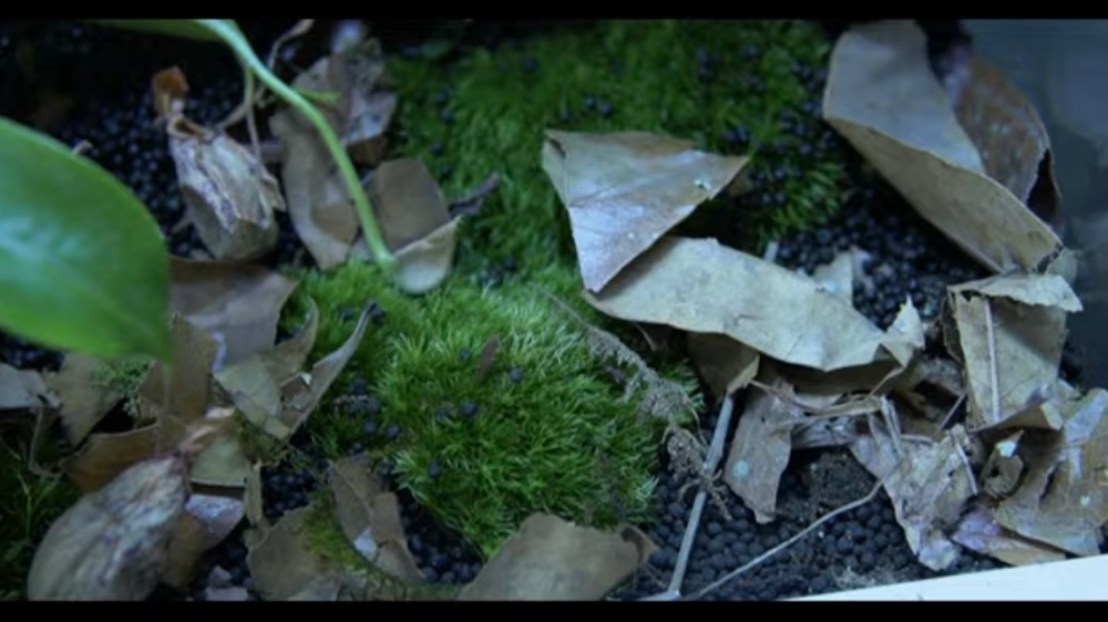 パルダリウムケージプロ3045 立上げ Native Forest 熱帯植物 パルダリウム パルダリウムケージプロ3045 立上げ Native Forest 熱帯植物 パルダリウム
