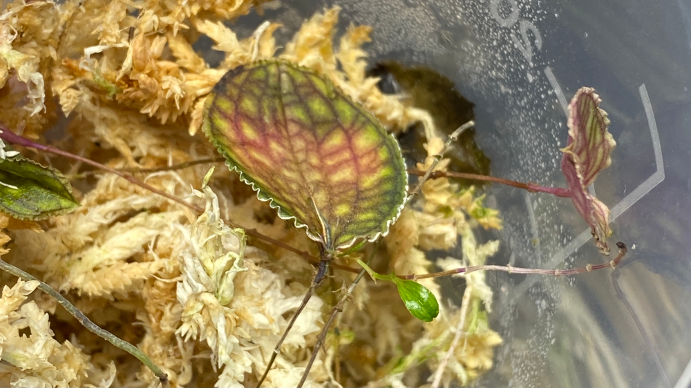 ラン Native Forest 熱帯植物 パルダリウム