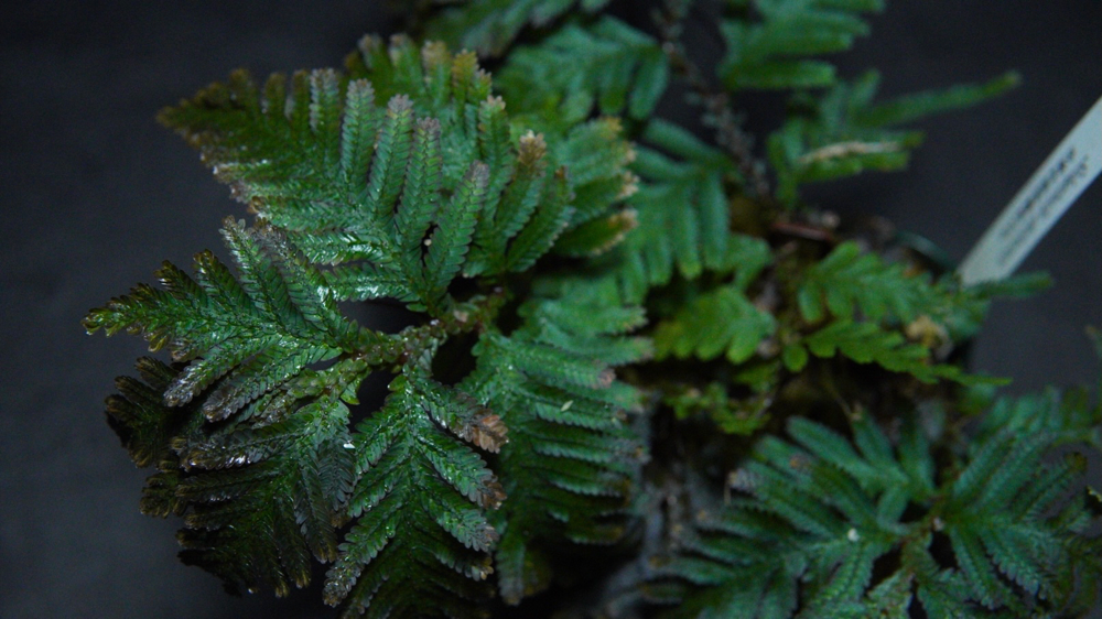 セラギネラ デリカテラ Selaginella Delicatula が最終形態に Native Forest 熱帯植物 パルダリウム