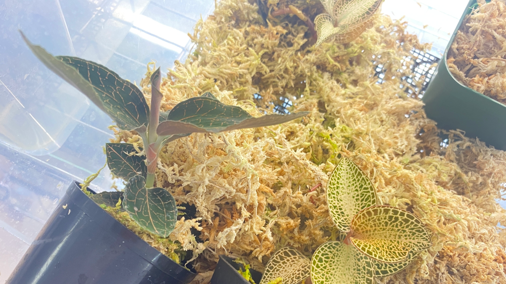 ジュエルオーキッドを増殖しました Native Forest 熱帯植物 パルダリウム