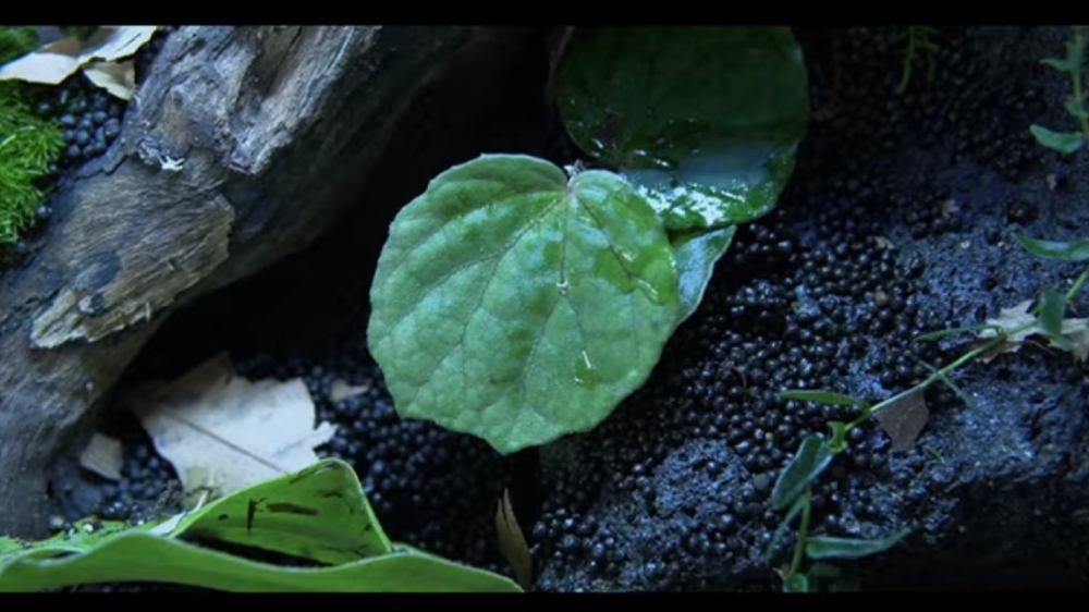 パルダリウムケージプロ3045 立上げ Native Forest 熱帯植物 パルダリウム パルダリウムケージプロ3045 立上げ Native Forest 熱帯植物 パルダリウム
