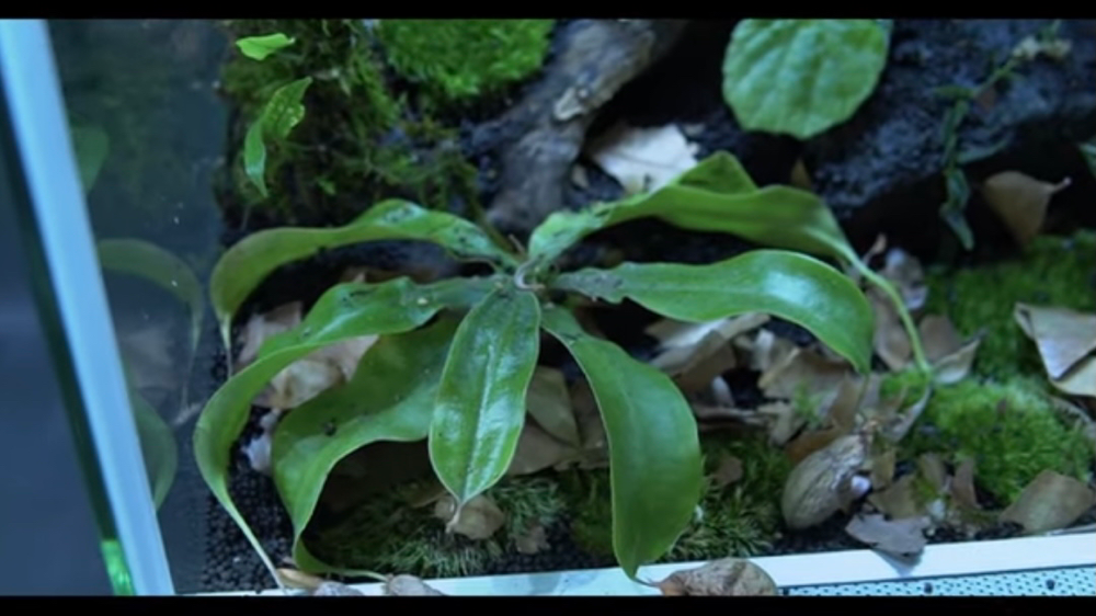 パルダリウムケージプロ3045 立上げ Native Forest 熱帯植物 パルダリウム パルダリウムケージプロ3045 立上げ Native Forest 熱帯植物 パルダリウム