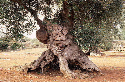 alter,verknortzter Olivenbaum auf Zakynthos
