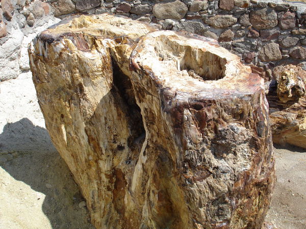 unglaublich aber wahr, aus Holz wurde Stein ( über Jahrhunderte)