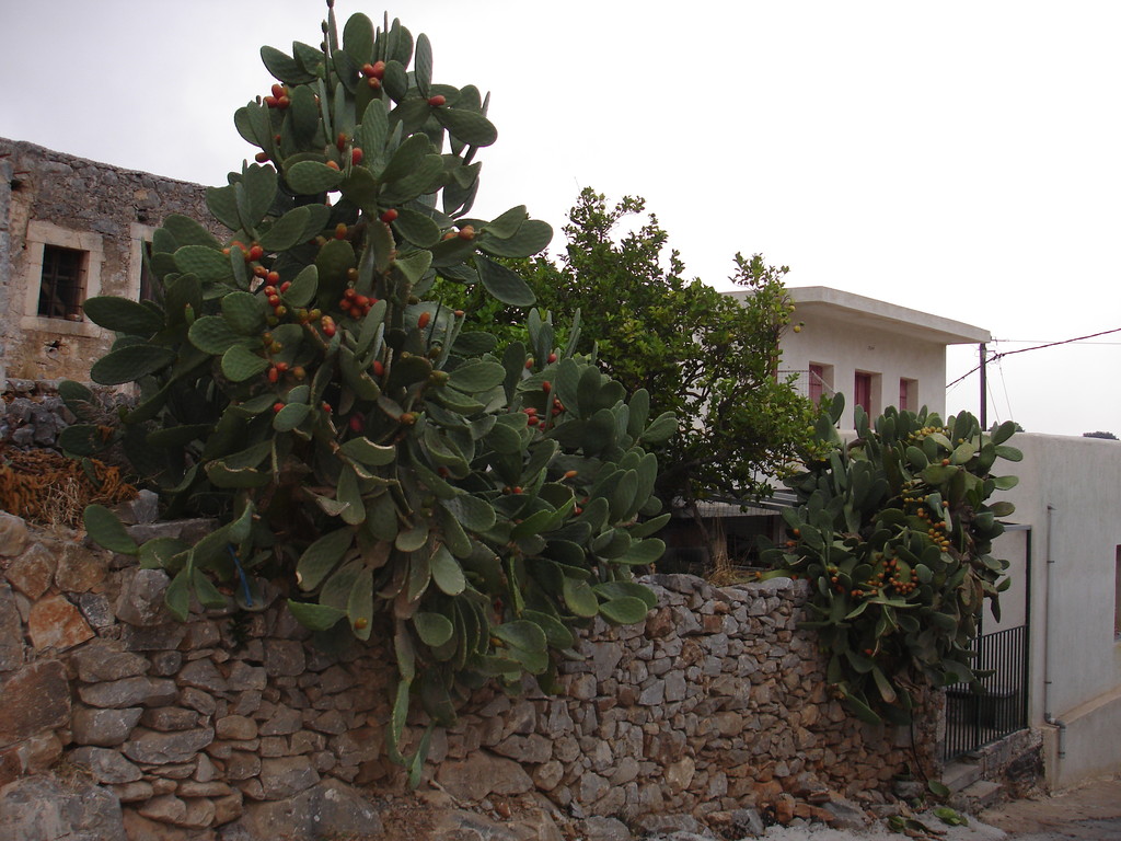 riesiger Kaktus an der Strassenmauer