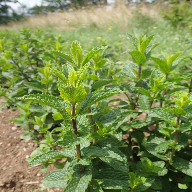Hydrolat Menthe Verte Bio Producteurs De Plantes Aromatiques Et Medicinales Bio En Correze