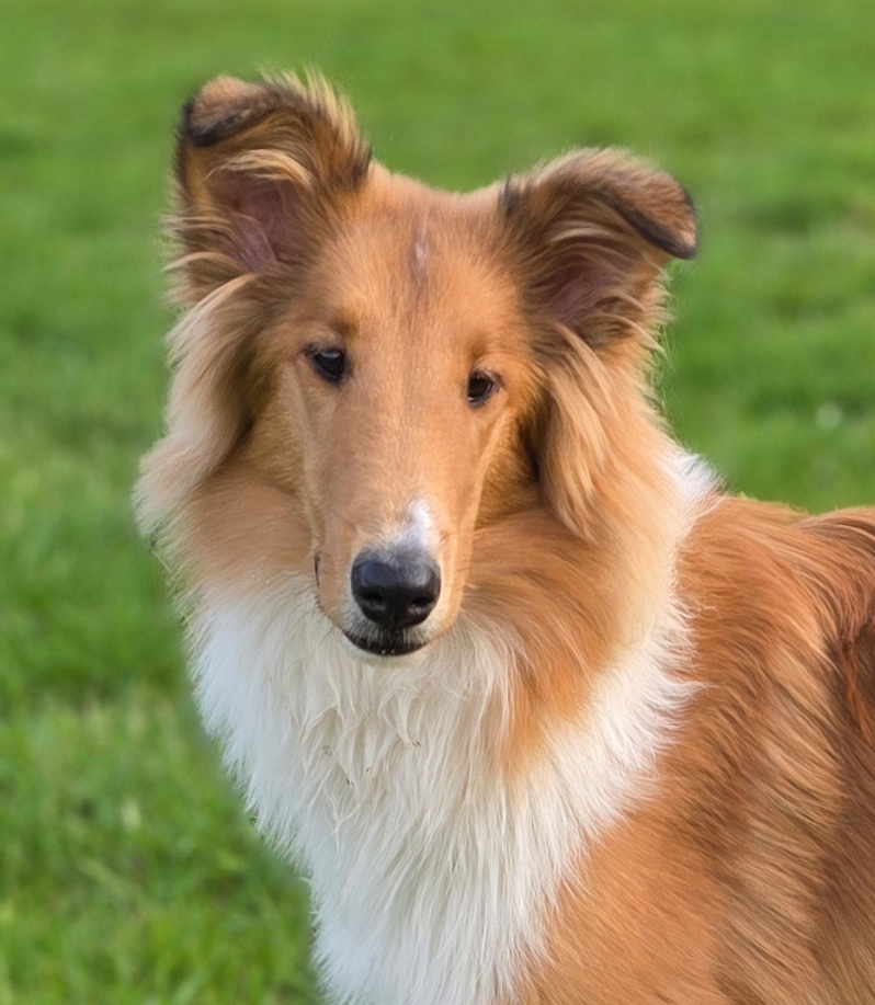 Durch die Elterntiere gibt es in Wuppertal dann sowol Langhaarcollies (Rough Collies) als auch Kurzhaarcollies (Smooth Collies)