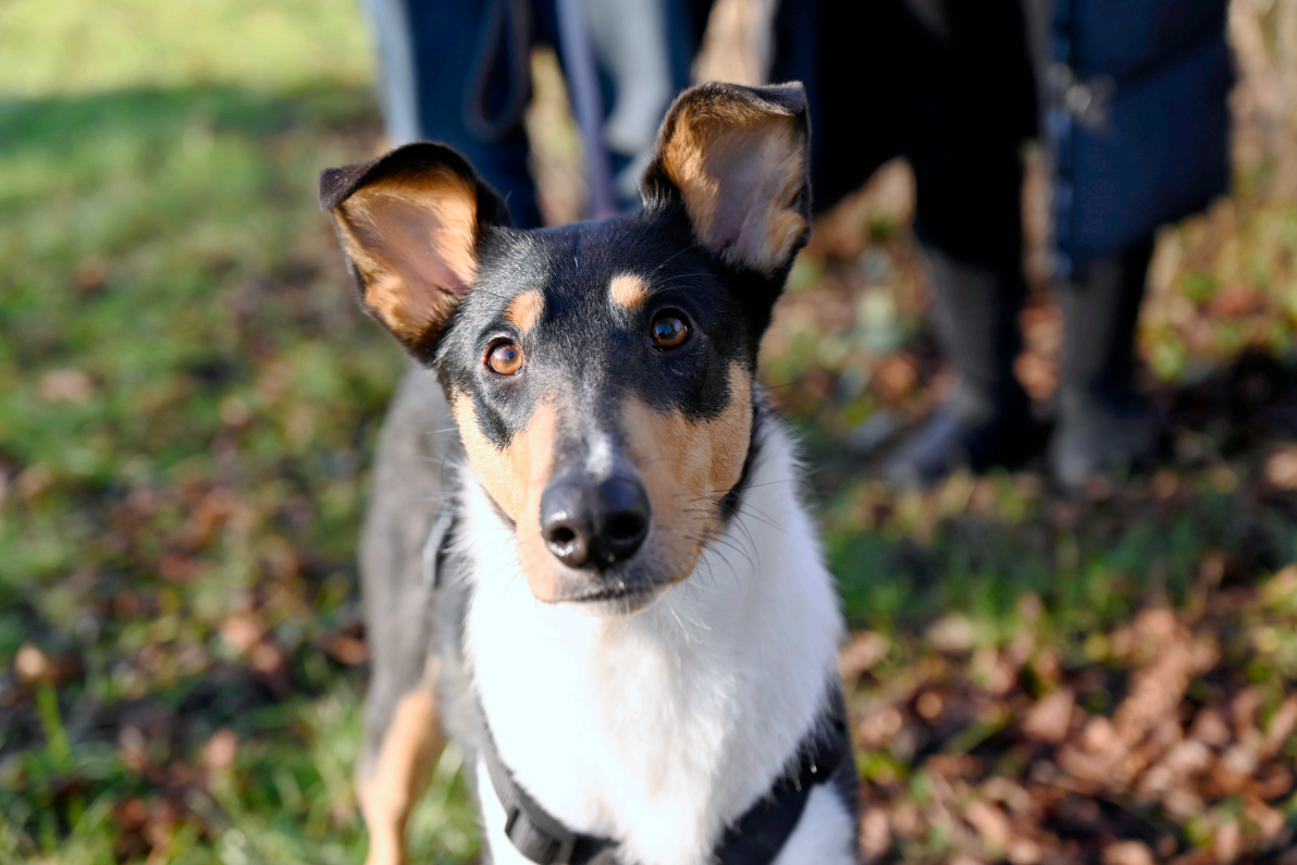 Impfungen, Wurmkuren undn Zeckengifte stehen bei den Colliewelpen aus Wuppertal nicht auf dem Programm