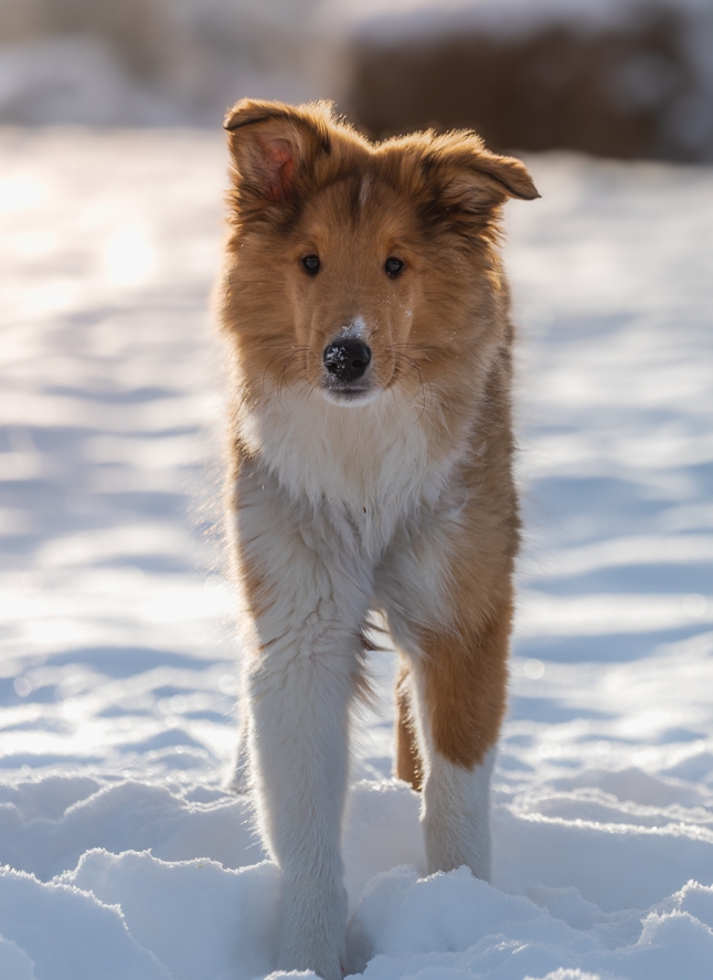 Hier ist Momo aus NRW selbst noch fast ein Colliewelpe