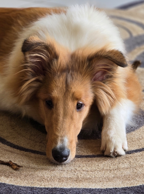 So hübsch ist ein amerikanischer Collie aus der Dissidenz