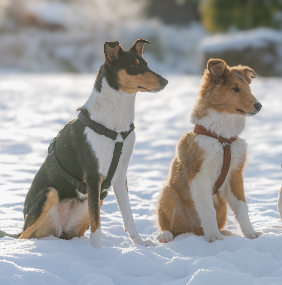 Cara und Deckrüde Momo sollen bei der Wuppertaler Colliezucht der Märchencollies zusammen Colliewelpen bekommen