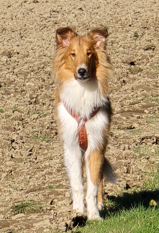 Sable Deckrüde rough collie bei Märchencollies in Wuppertal