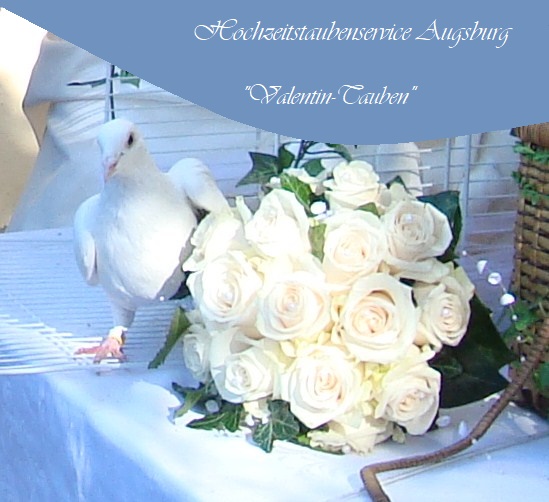 Hochzeitstauben Augsburg Von Valentin Tauben Youtube