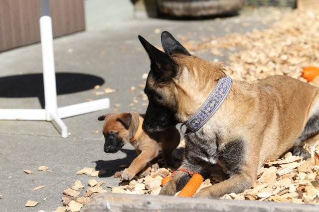Jade mit einem Bidi