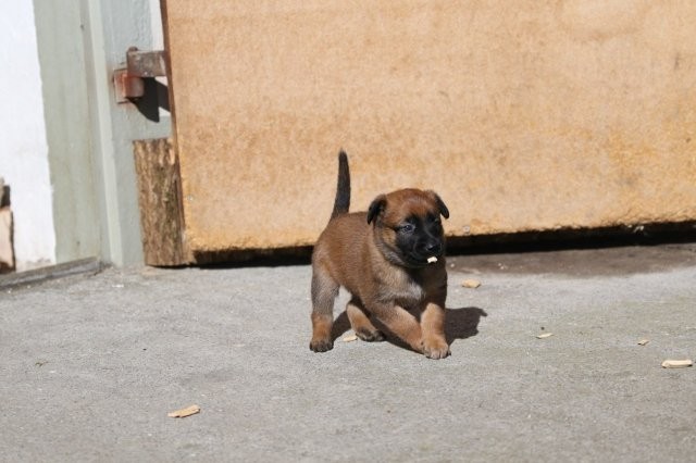 Hallo