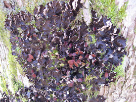 © Johannes Bradtka: Peltigera horizontalis