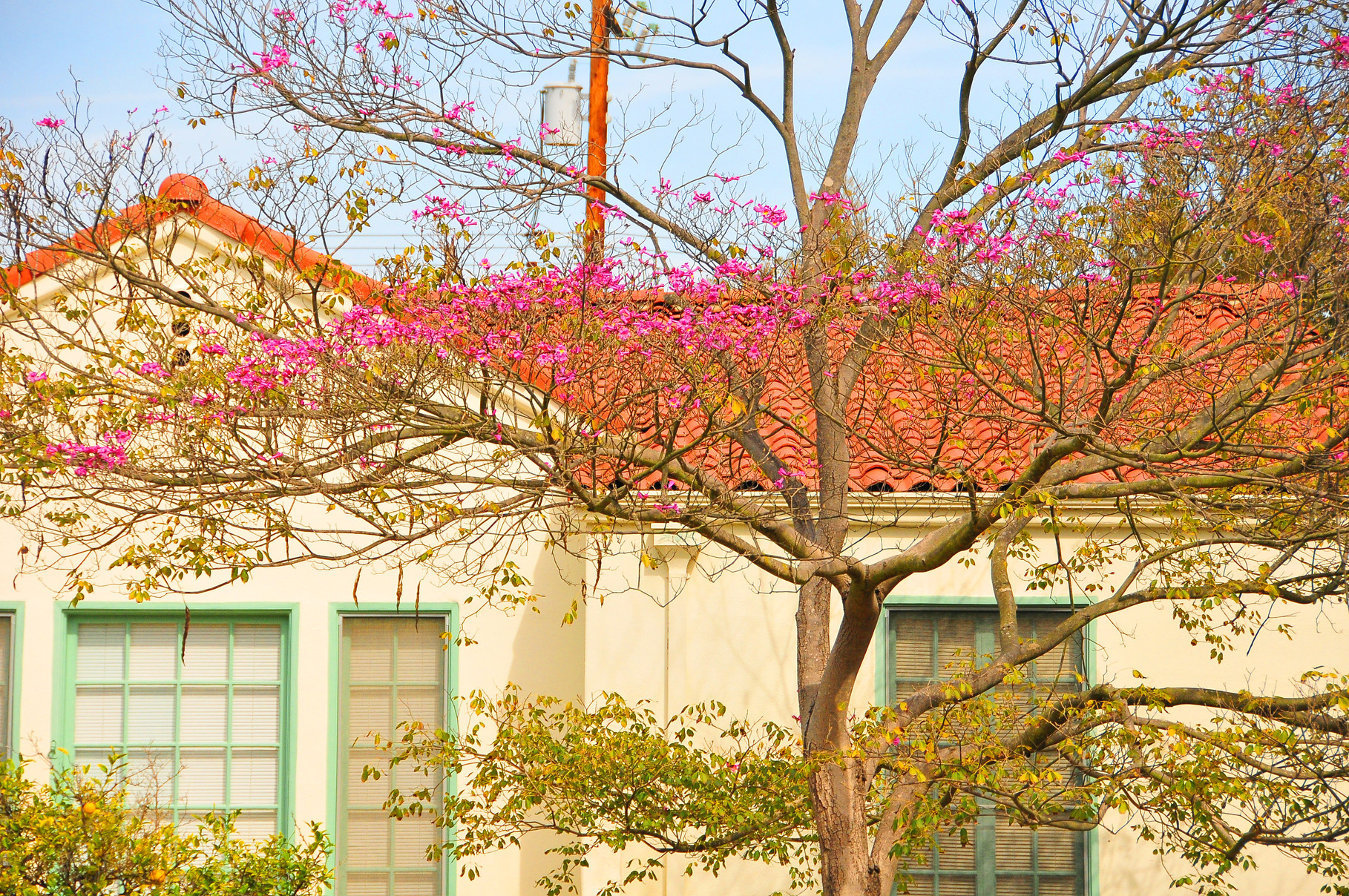 Spring Blossoms