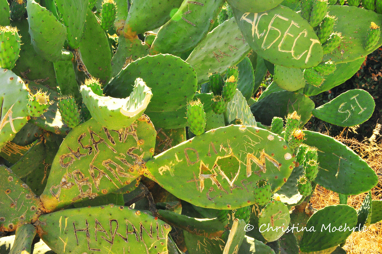 Heartbreak Cactus