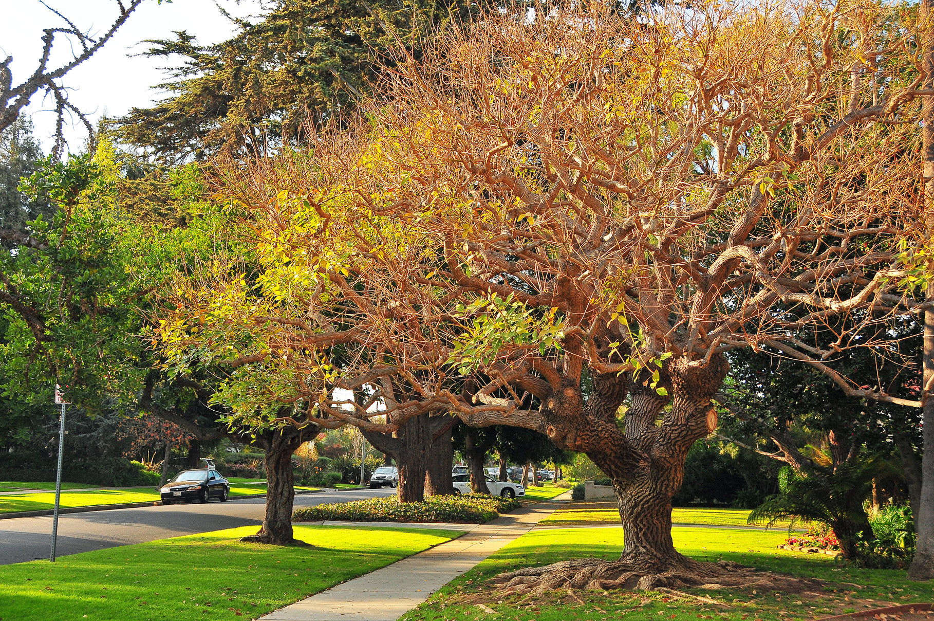 This is a Tree!