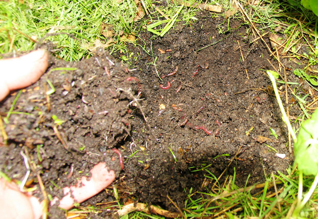 Nach wenigen Tagen wimmelt der Smoothie vor lauter Leben - er wird immer gut abgedeckt durch Mulch. In diesem Fall ist es Rasenschnitt.
