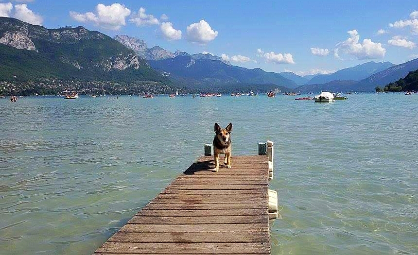 Au lac d'Annecy vous pouvez louer un pedalo et faire montez votre petit chien dessus pour un moment convivial garanti entre maître et chien !