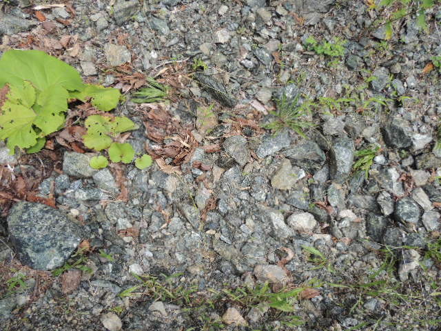 北海道のかんらん岩 - sapporochitan ページ！