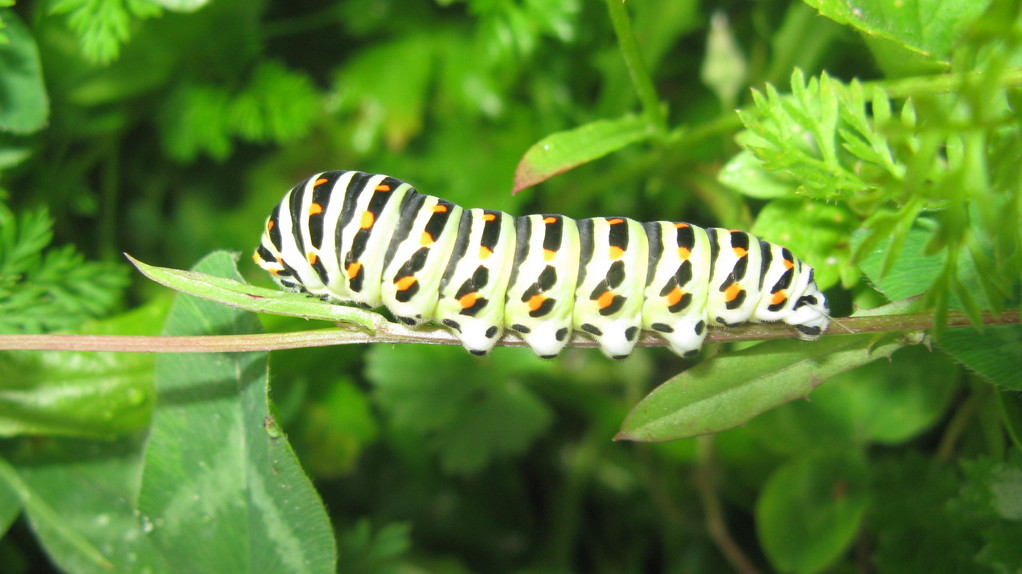 Chenille de machaon