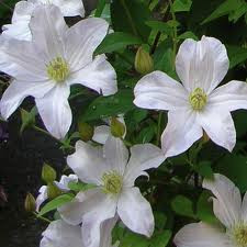 Clematis madame le coultre