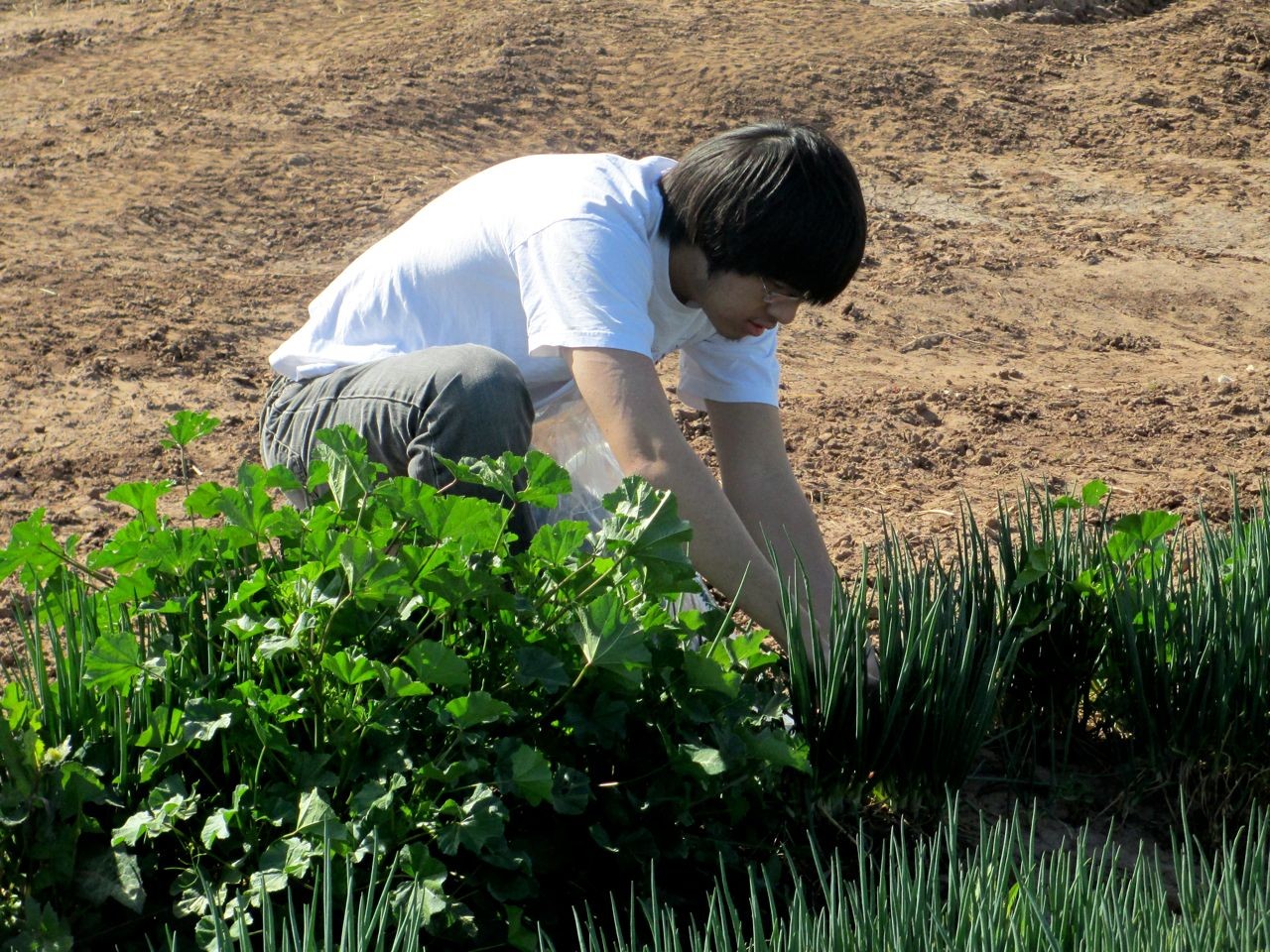 Lance Harvests Green Onions