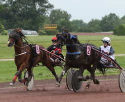 Vivez les courses hippiques en direct