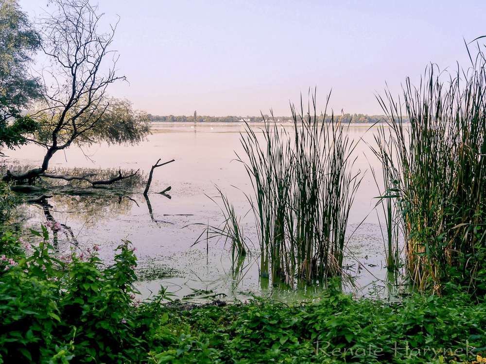 Am Seeufer - Großer Zernsee / Havel