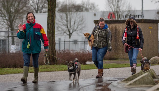 Krulstaarten wandeling 2019