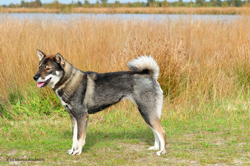 四国犬 Shikoku, nederlandse shikoku fokker