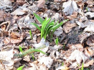 Bärlauch (Allium ursinum)