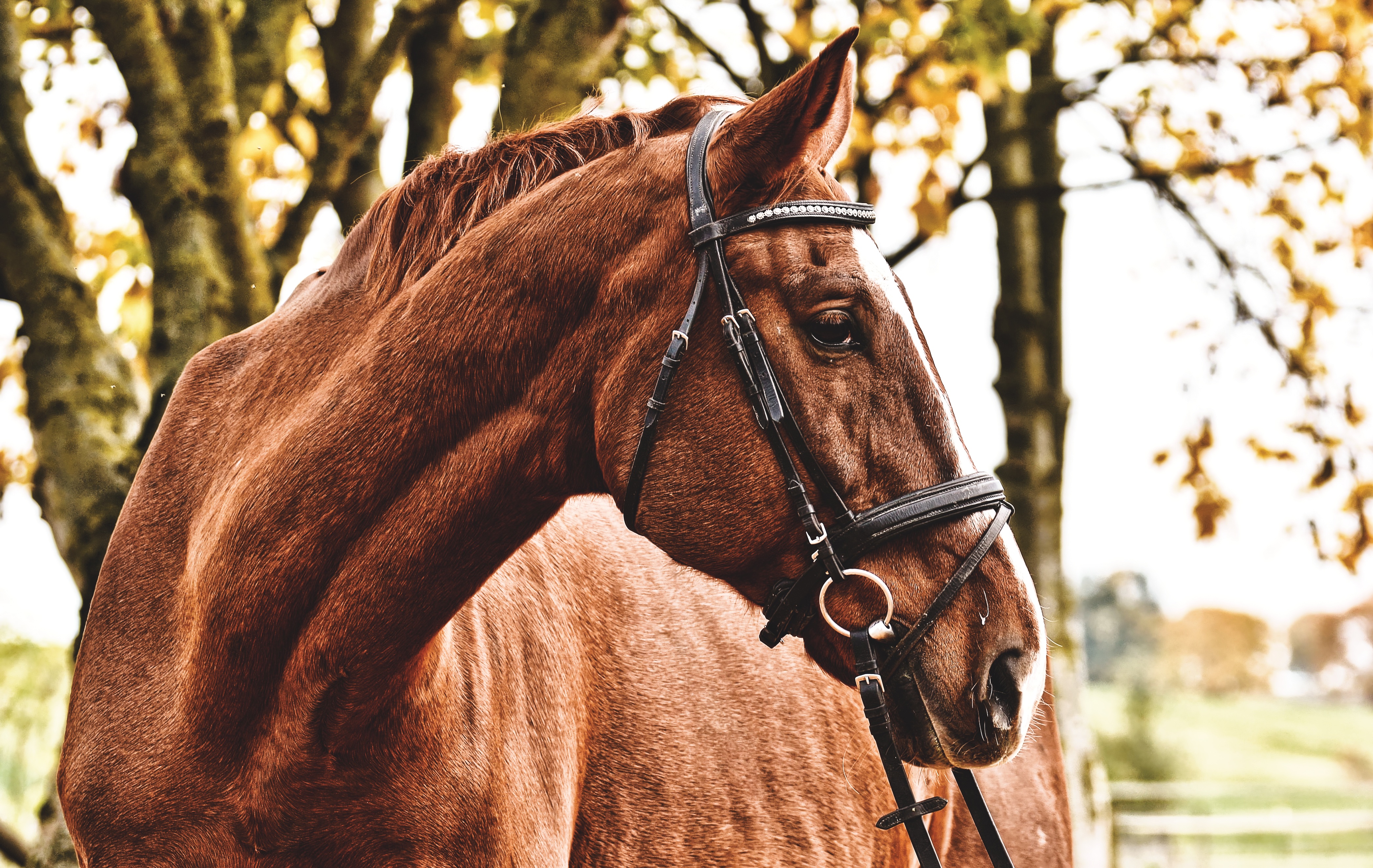 Stall Reitstall Horstedt Boxen mieten, Reiten, Voltigieren