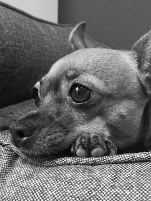 Gewaltfreies Hundetraining: Besser Bedürfnisorientiert!