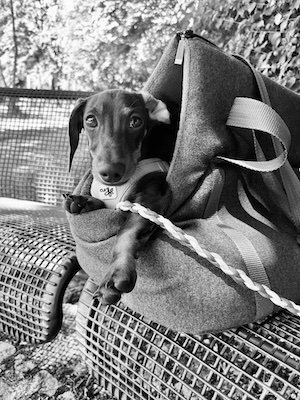 Kleine Hunde: Warum Taschen für Zwergrassen ein perfekter Rückzugsort sind