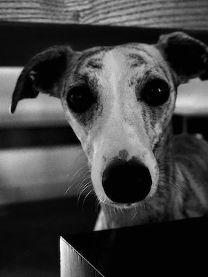Ortsverknüpfung beim Hund: wie positive oder negative Erfahrungen Emotionen und Verhalten beeinflussen können
